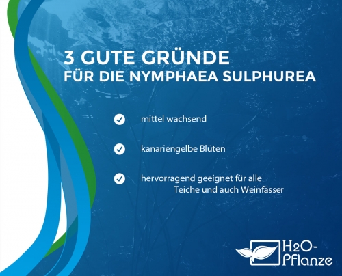 Preview: Seerose  Nymphaea Sulphurea